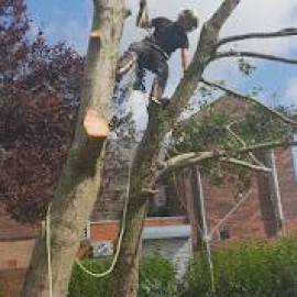 Oak Valley Tree Services