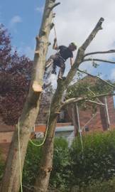Oak Valley Tree Services